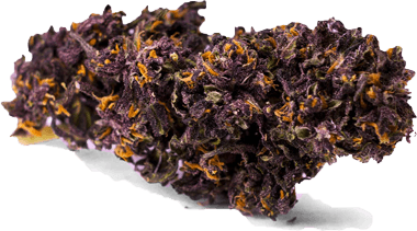 Fleur Purple Haze 40% THCP+ Puissante 💥 Livraison 24H en France