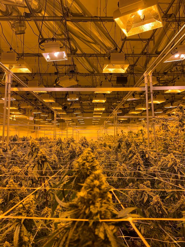 réglementer la production et la vente de cannabis